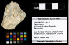 Foto (Objekt + Etiketten) von Cyclothyreus sp. 